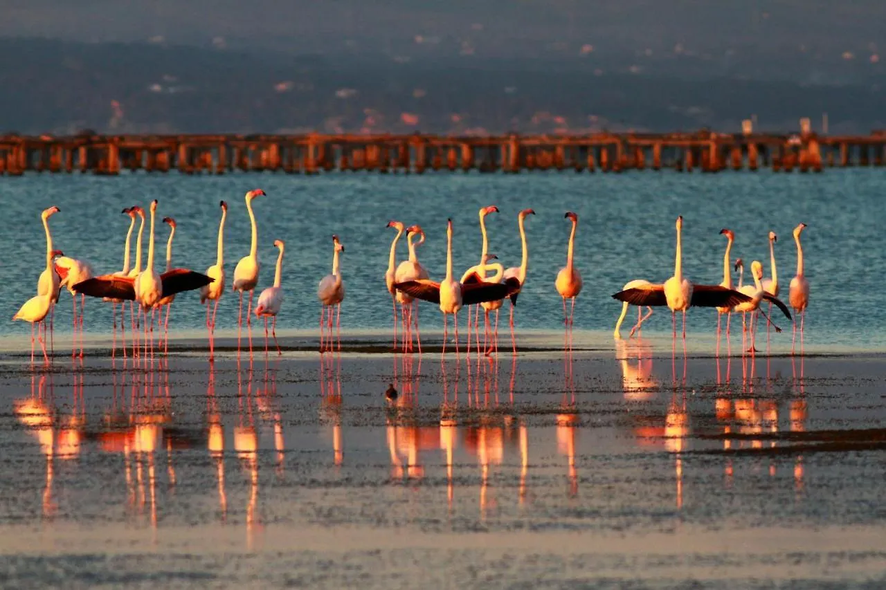 Сasa de vacaciones Deltahouse - Poble Nou Del Delta Ebre Villa El Poble Nou del Delta España